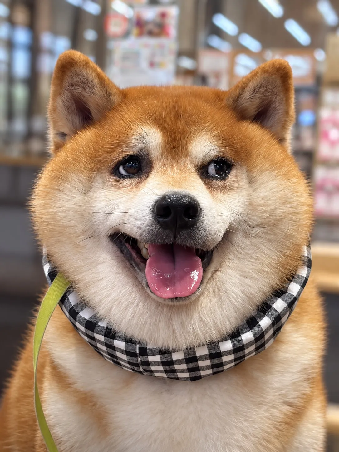 チェックのバンダナを着けたクマキチの顔